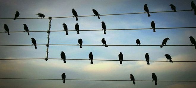 http://fotosfera.com/files/2014/05/birds-on-the-wires-musical-composition-jarbas-agnelli-thumb640.