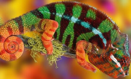 La adaptación es la clave de la persuación. Cada cliente es diferente: vende de forma diferente.