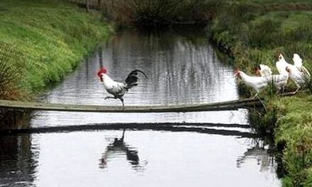 12 mandamientos para dejar de perder seguidores en redes sociales